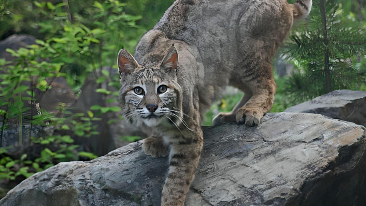 Calgary Woman Hospitalized After Bobcat Attack in Parkland