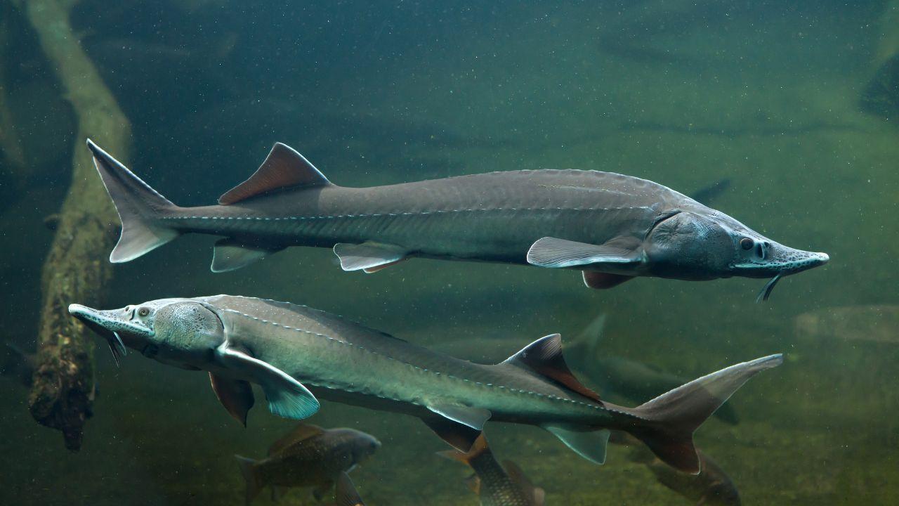 120-Year-Old Giant Sturgeon ‘Ghost’ Caught and Released in Canada