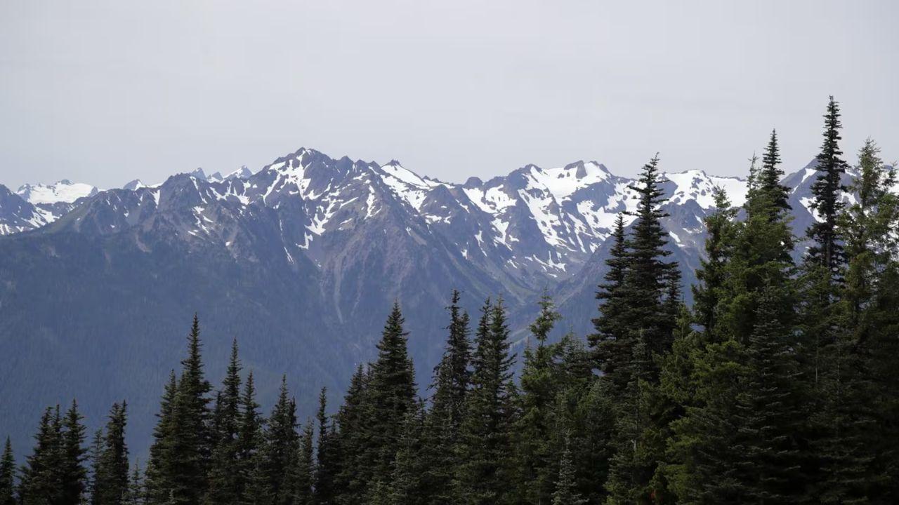 Mountain Lion Bites 4‑Year‑Old on Olympic Park Trail