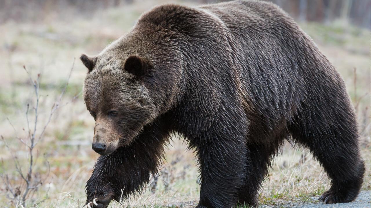 Dead bear’s paws removed after possible crash east of Edmonton