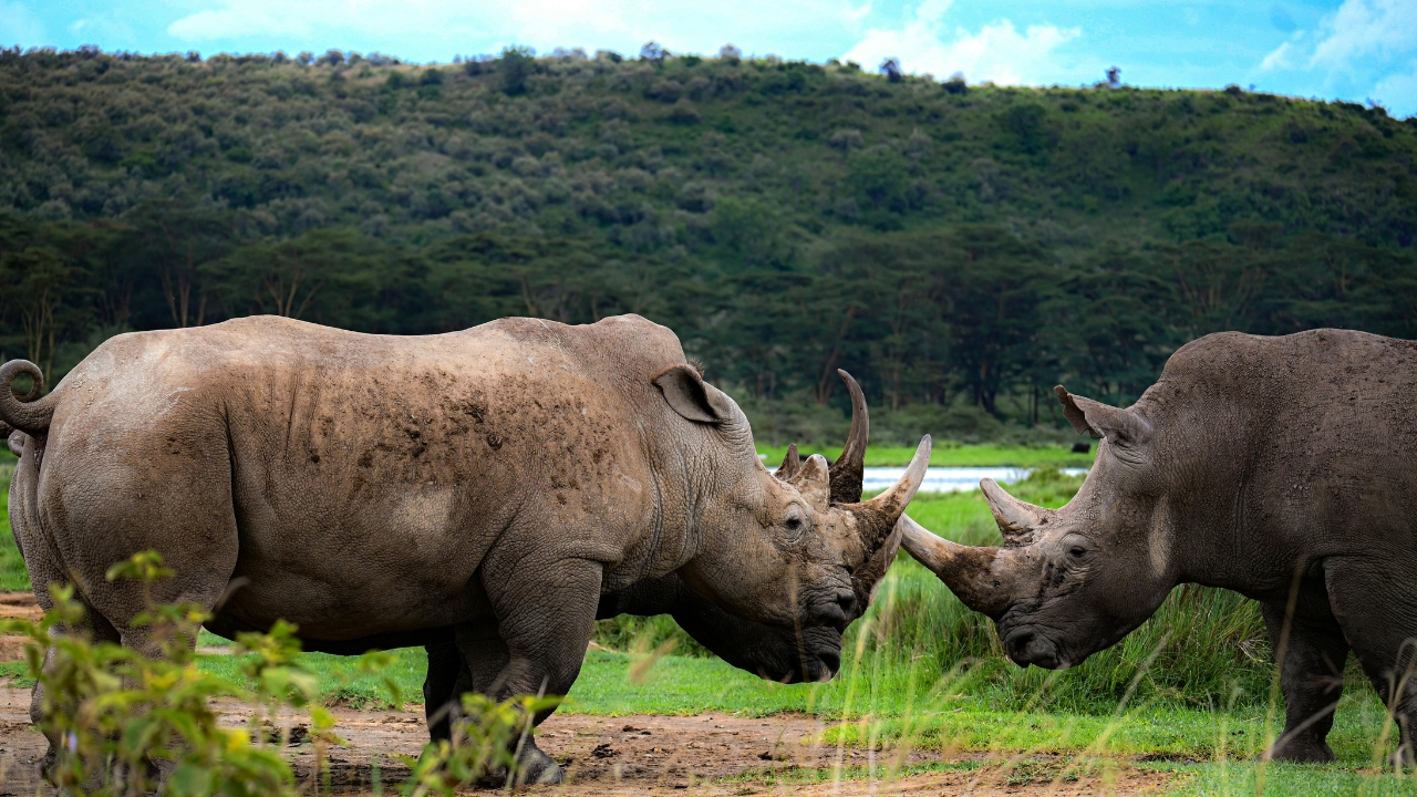 Kenya’s Rhino Population Makes a Strong Comeback