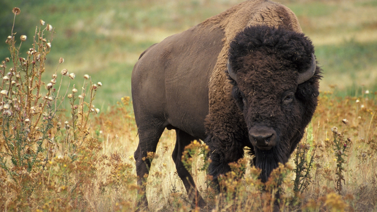 Bison Anthrax Alert Near Highway 3 Raises Safety Concern