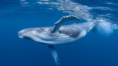 Local Guides Join Bowhead Whale Study in Arctic Canada