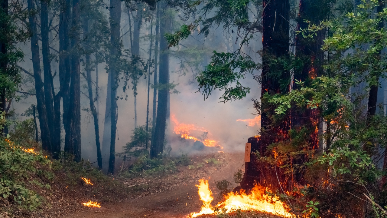 P.E.I. lifts fire ban as wildfire risk eases after rainfall