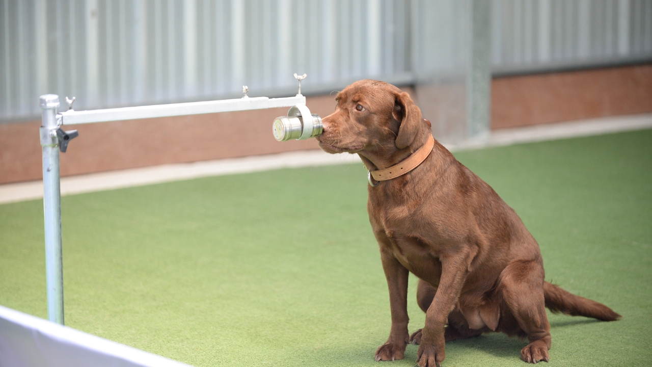 Scent Dogs Help Track Critically Endangered Rhinos in the Wild