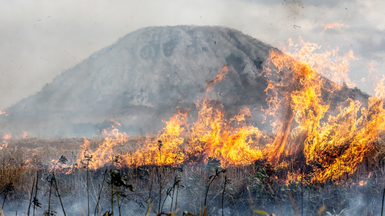 England Bans Burning on Deep Peat to Protect Nature