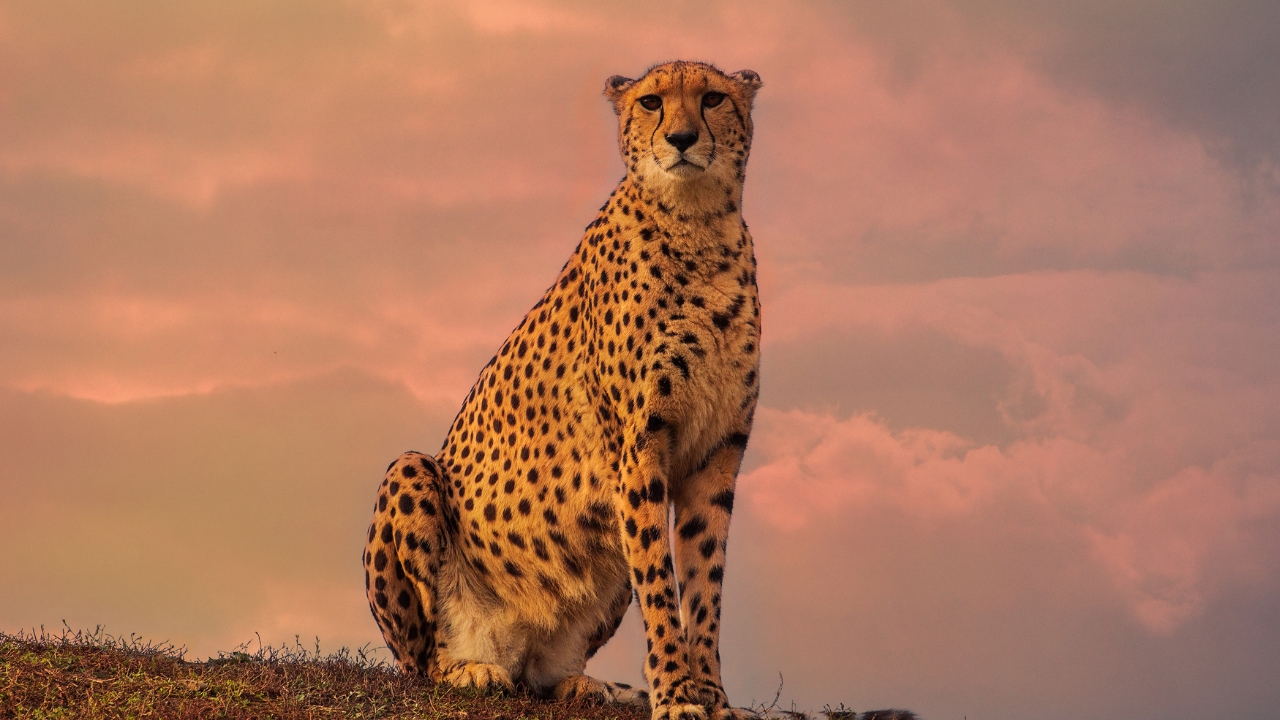 Project Cheetah Wins Prestigious Innovative Initiative Award