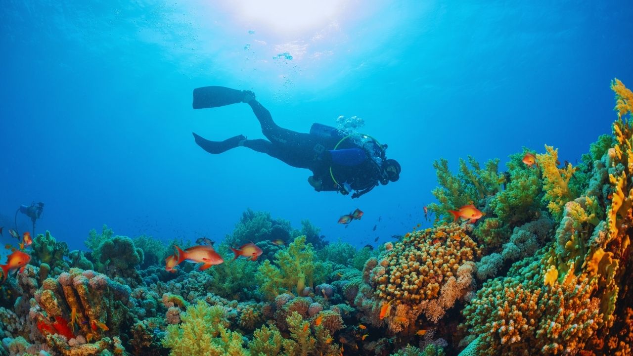 Ocean Exploration 2025 — Breakthrough Discoveries and the Future of Marine Science