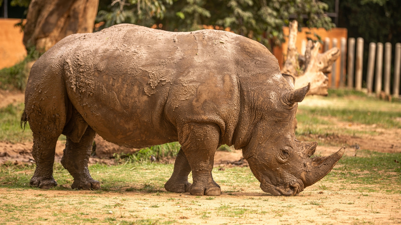 Rhino Numbers Cross 4,000 in India and Nepal