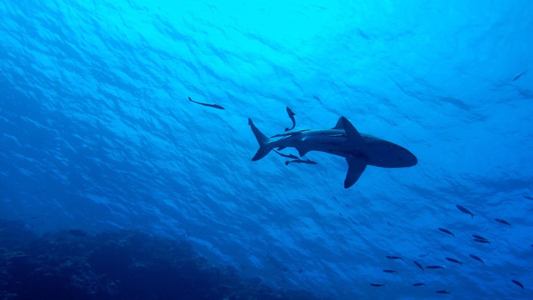 In Mexican Seas, Orcas Turn the Tables on Young Great Whites