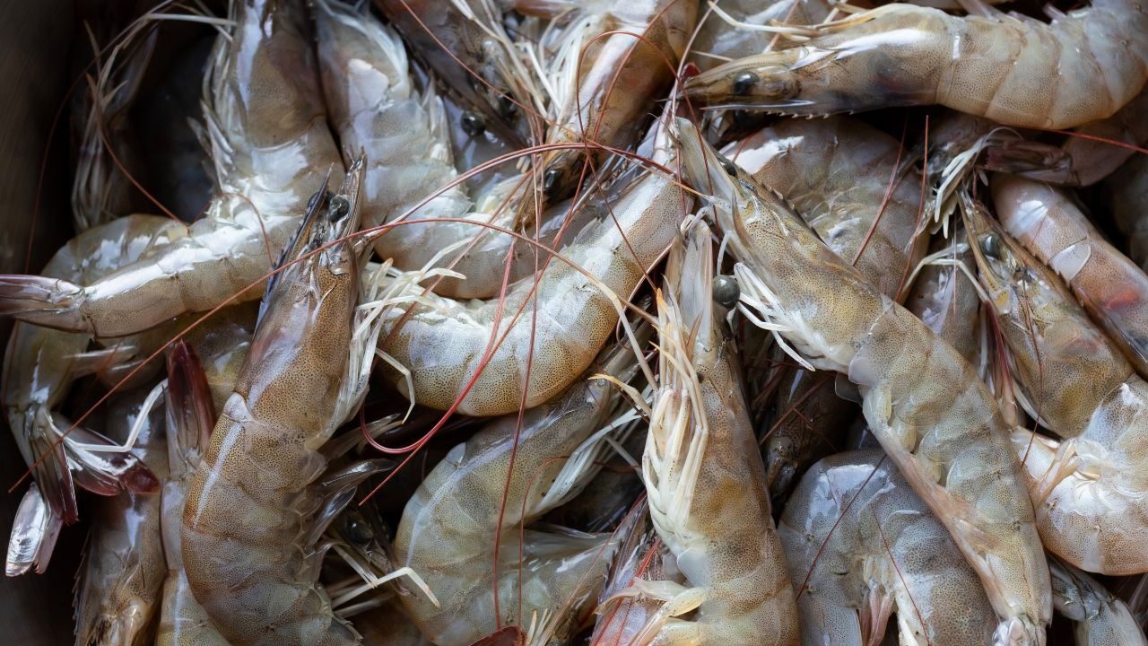 Indian Shrimp Farmers Struggle with US Tariffs, Prices Dive