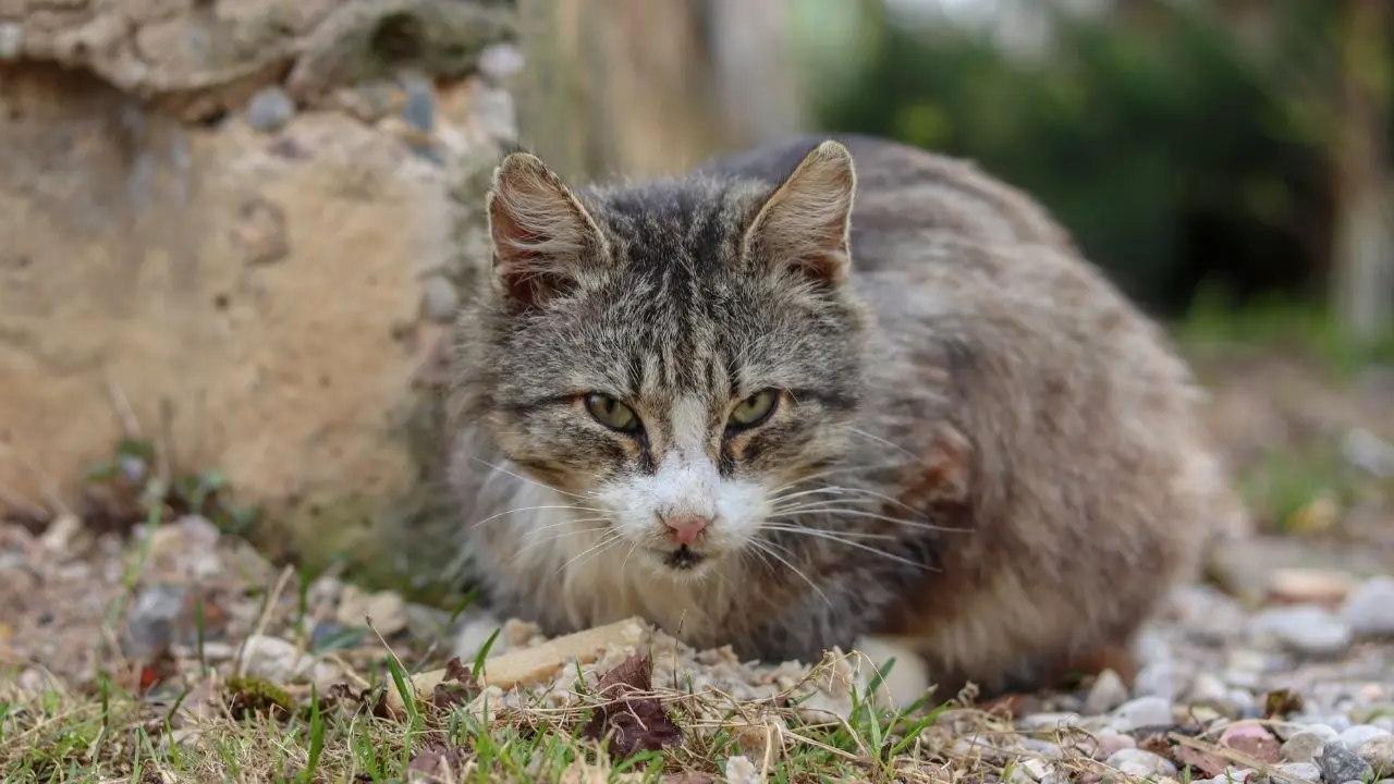 New Zealand's Ambitious Goal: Eradication of Feral Cats by 2050