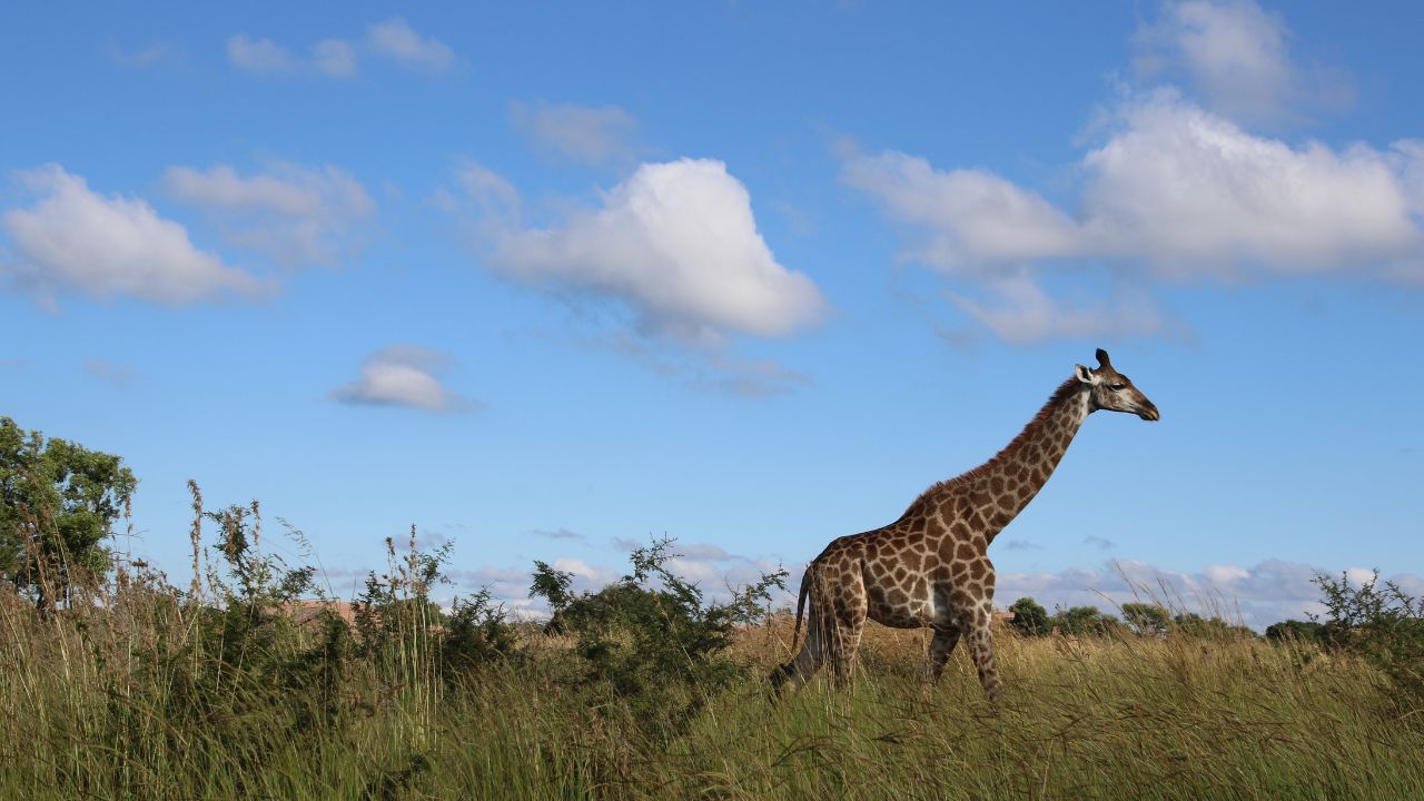 Africa's Forests Transition from Carbon Sinks to Sources
