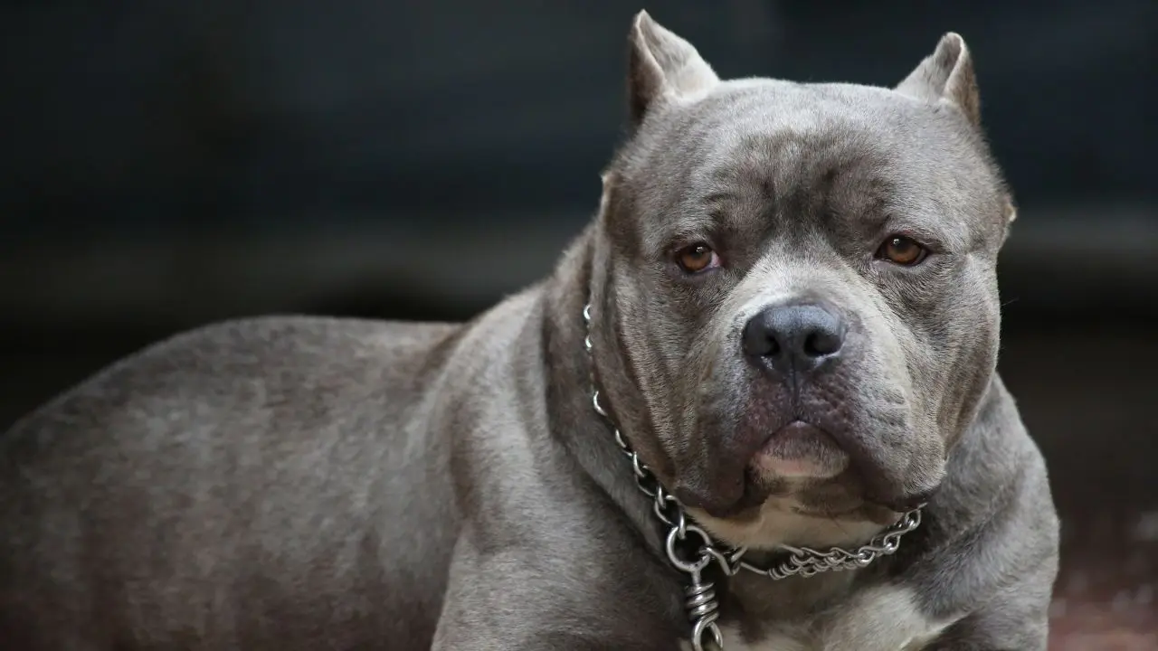 Tragic Dog Attack Claims Lives of Man and Infant in Tennessee