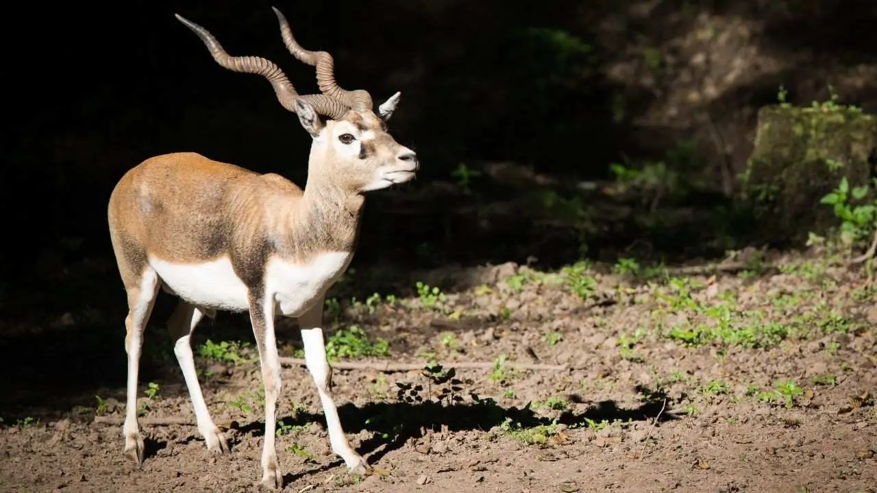 Tragic Loss: Ten Blackbucks Succumb to Bacterial Infection at Jamshedpur Zoo
