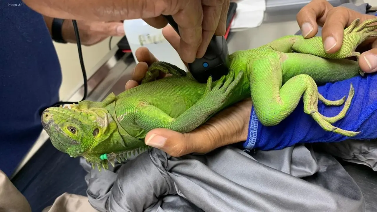 Revival of the Lesser Antillean Iguana on Prickly Pear East Cay