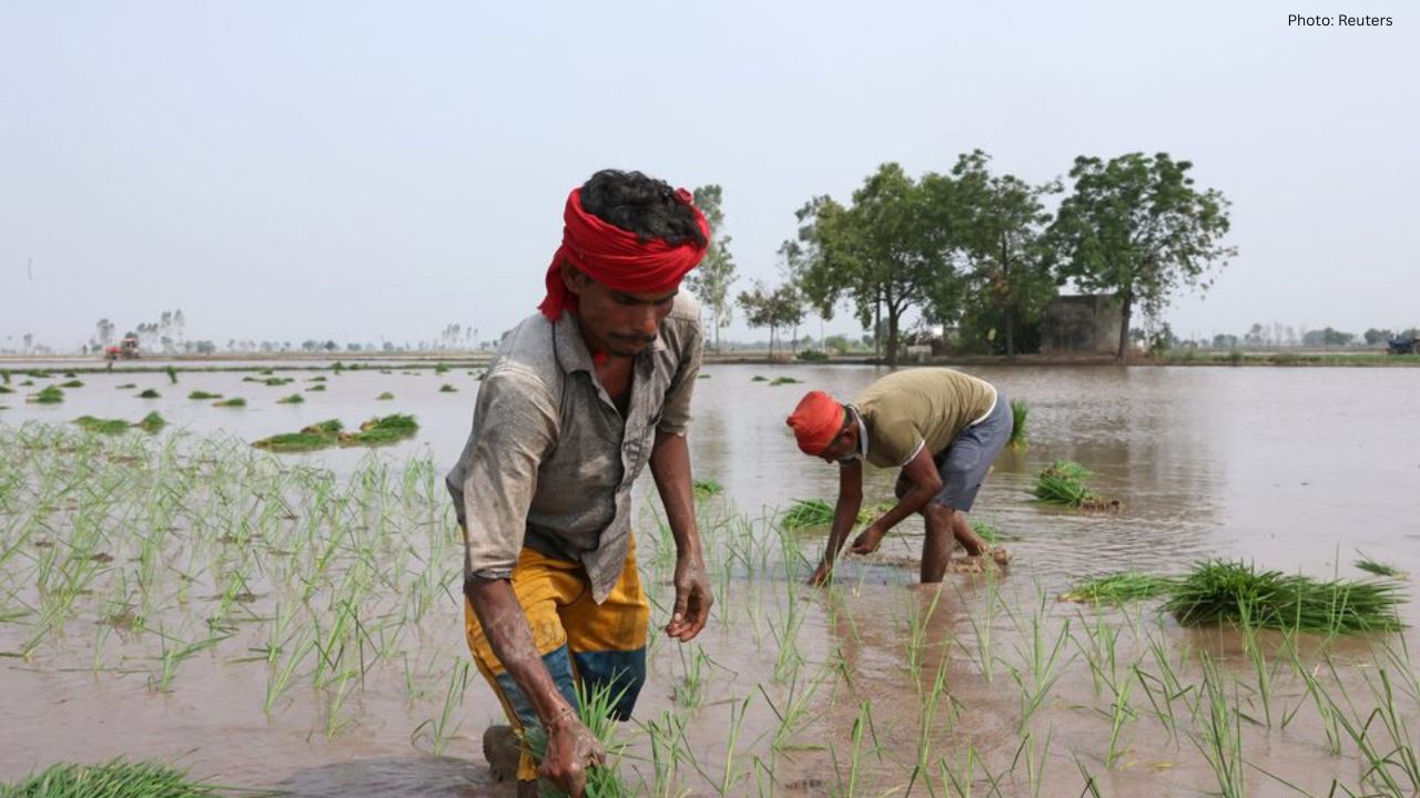 India's Rice Export Growth Signals Alarming Groundwater Depletion