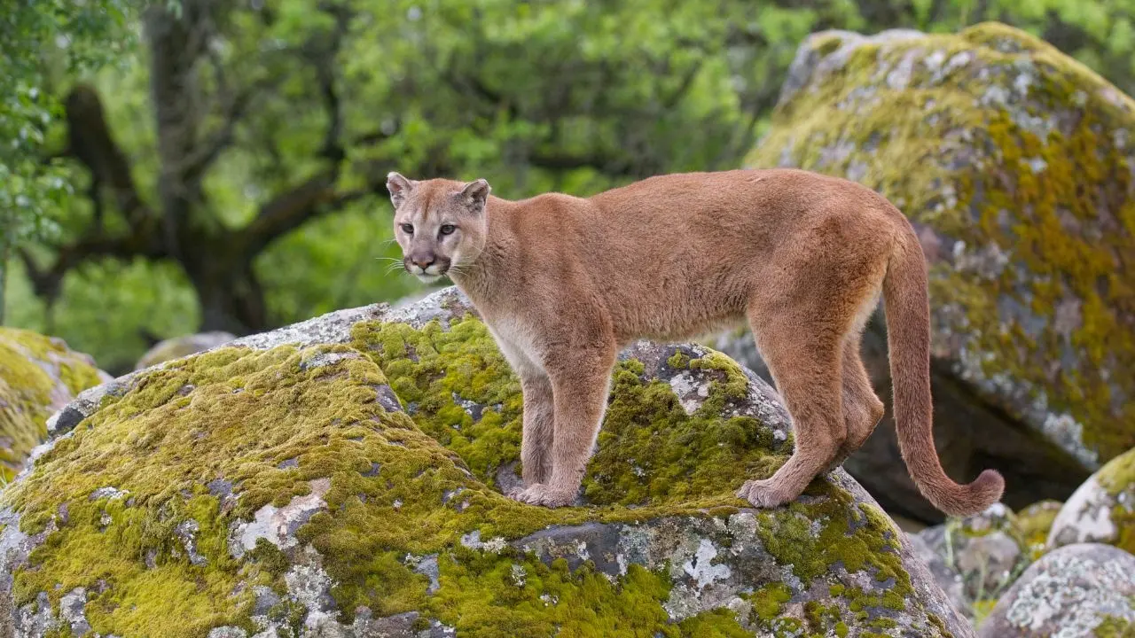 Tragic Mountain Lion Attack Claims Life of Colorado Woman