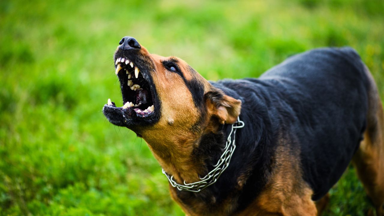 RCMP Investigating Fatal Dog Attack That Killed Nova Scotia Boy