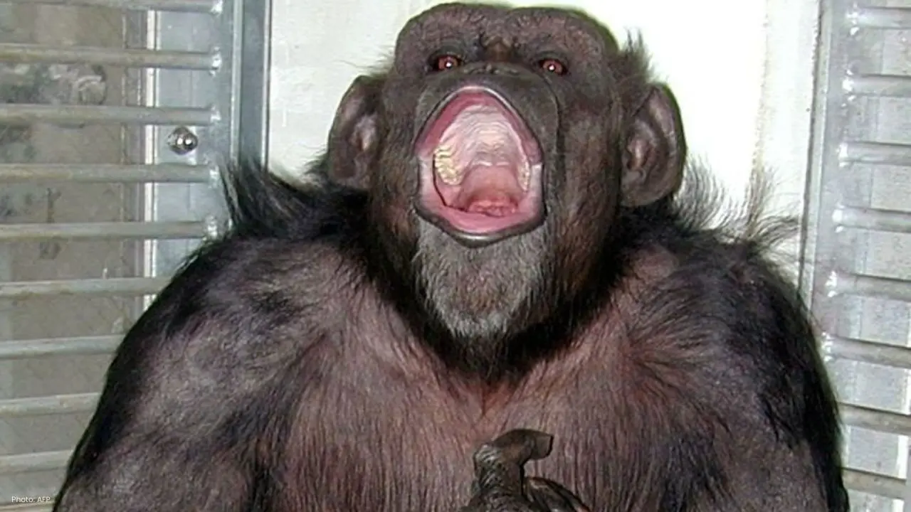 Beloved Chimpanzee Ai, Icon of Primate Research, Passes Away at 49