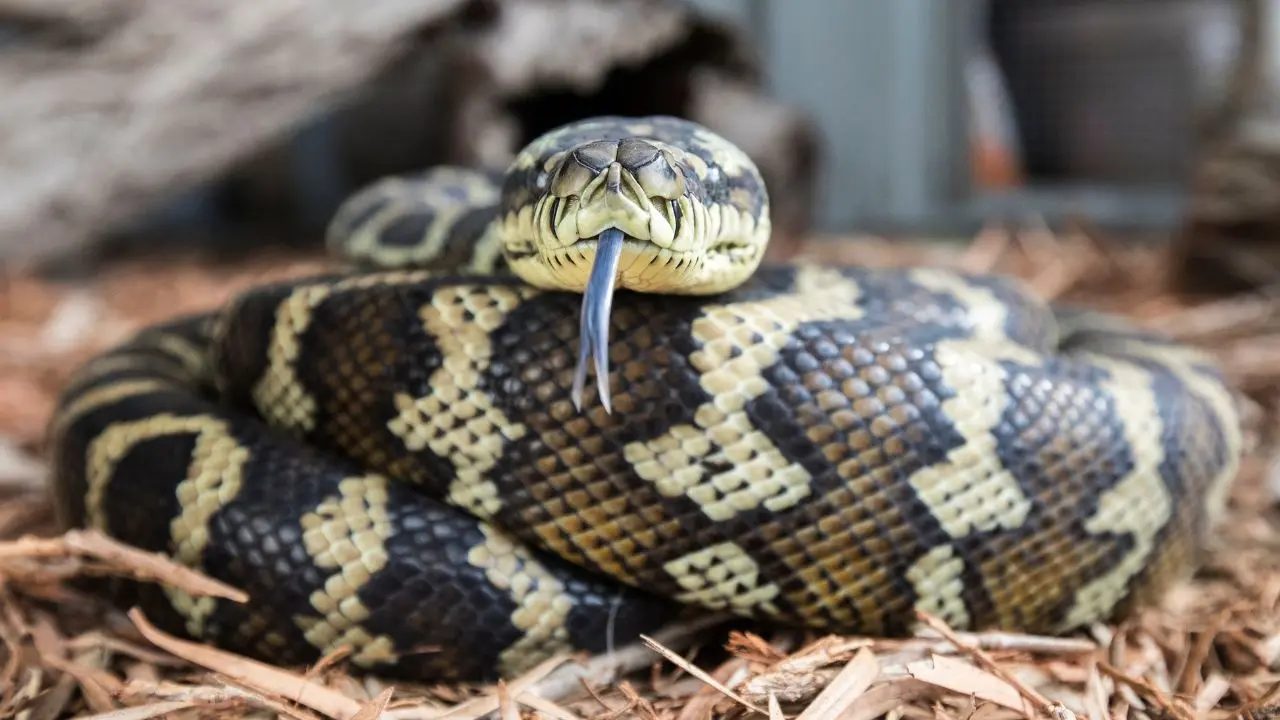 Unexpected Visitor: Brisbane Woman Discovers Python on Her Bed