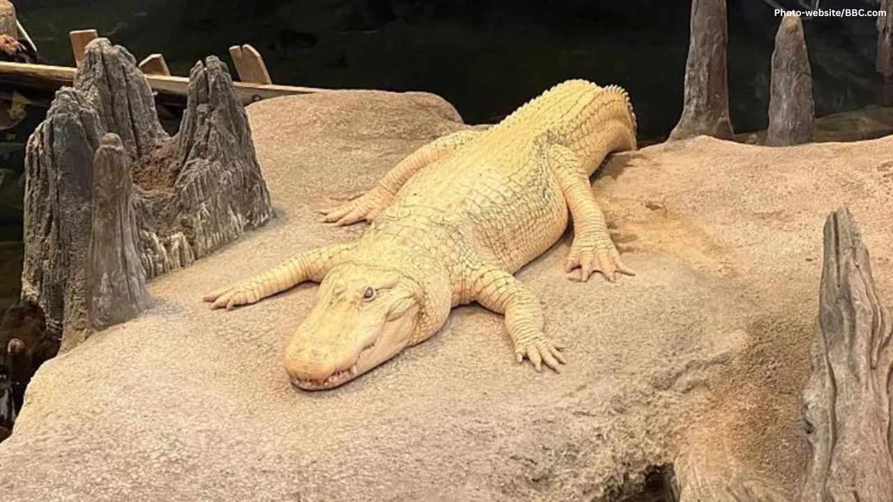 San Francisco Celebrates Claude, the Beloved Albino Alligator, With Unique Memorial