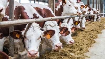 Saskatchewan Beef Producers Welcome Return of China Export Market