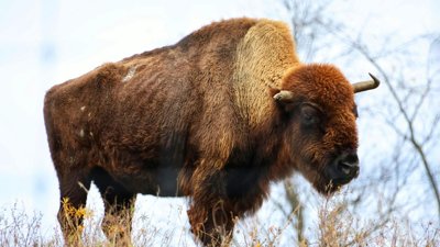 University of Saskatchewan Launches Bison Sustainability Research Project