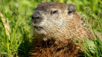 Groundhog Day 2026: Fred and Willie to Predi…