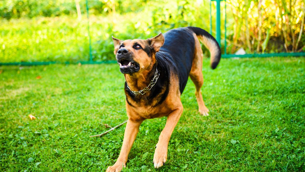 Blood Tribe Declares State of Emergency After Dog Attacks