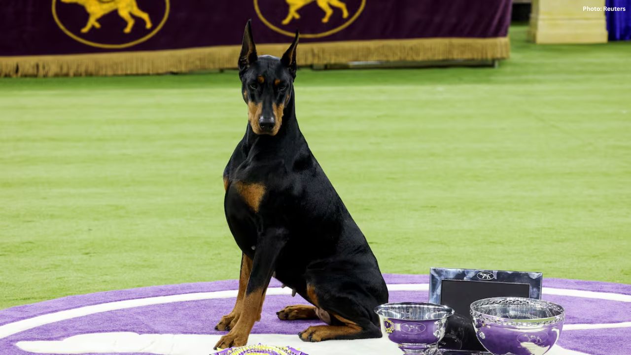 Westminster Dog Show Winners Crowned Best in Show