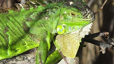 Florida Cold Snap Sends Iguanas Falling From Trees in ‘Cold Stun’ Event