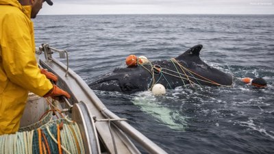 Canada Launches Whalesafe Fishing Gear Strat…